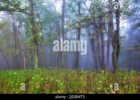 Forest in autumn morning mist Stock Photo