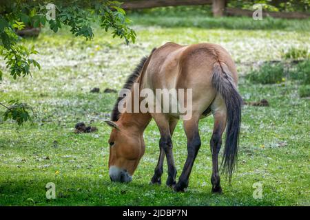 Przewalski horse (Equus caballus przewalskii) grazing in the meadow. Stock Photo