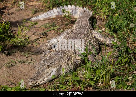 The Siamese crocodile (Crocodylus siamensis), freshwater crocodile native to Southeast Asia, critically endangered species in the family Crocodylidae. Stock Photo