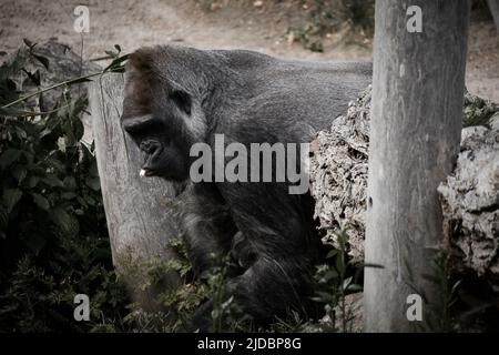 Gorilla, Silver back. The herbivorous big ape is impressive and strong. Endangered species. Animal photo in nature Stock Photo