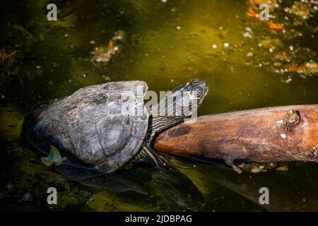 The Mississippi map turtle (Graptemys pseudogeographica kohni) warm up in the sun on a tree trunk protruding from water. Reptile in the family Emydida Stock Photo