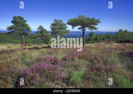 France, Ardèche Heather in bloom and pine forest in the highlands of Vivarais Cévenol Stock Photo