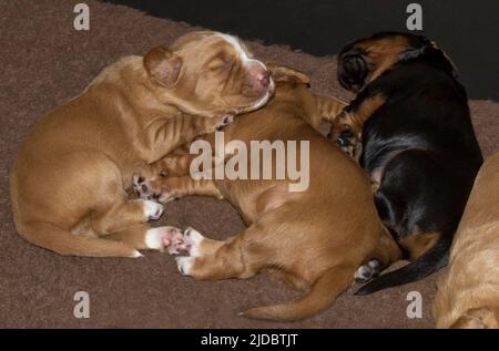 Two week old brown, black, white, working cocker spaniel puppies sleeping, Berkshire, December Stock Photo
