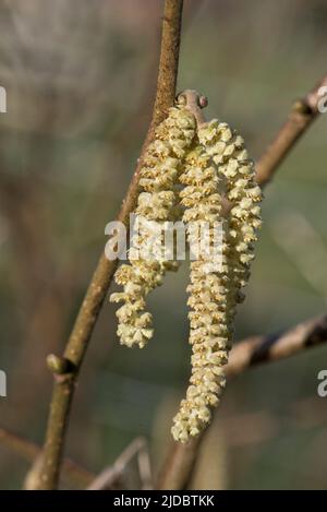 Male hazel (Corylus avellana) catkins on a leafless branch of a small tree or shrub in late winter, Berkshire, February Stock Photo