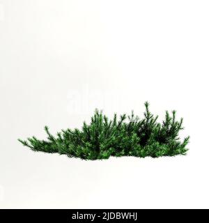 3d illustration of shrub with flowers isolated on white background Stock Photo