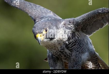 A Peregrine Falcon, (Falco peregrinus), spreads its wings as it prepares for flight (Haworth, West Yorkshire, UK). Stock Photo