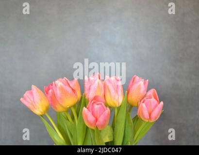 Background. A bouquet of pink-yellow tulips on a gray background Stock Photo