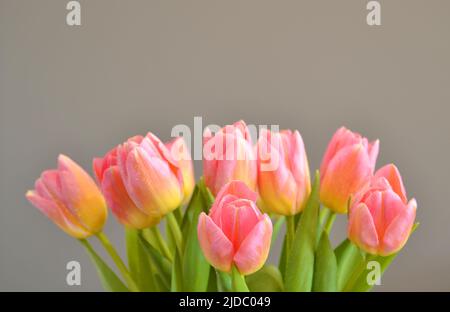 Background. A bouquet of pink-yellow tulips on a gray background Stock Photo