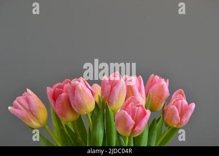 Background. A bouquet of pink-yellow tulips on a gray background Stock Photo