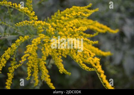 Simple pretty yellow flowers of Canadien goldenrod (Solidago canadensis) in sunny summer natural meadow in Ukraine Stock Photo