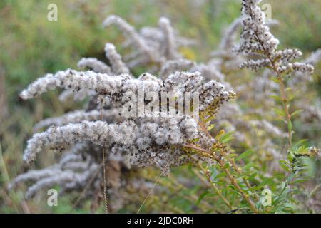 Dried fluffy goldenrod flowers of pale white color Stock Photo