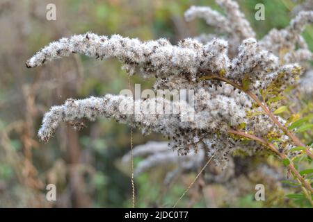 Dried fluffy goldenrod flowers of pale white color Stock Photo