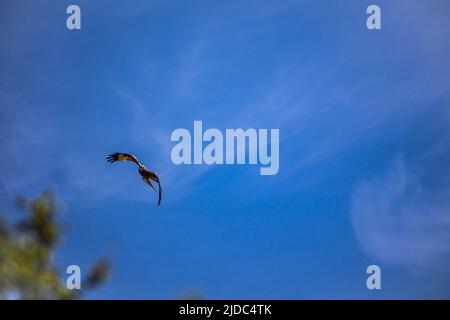 Red kite (Milvus milvus) in Flight in Silchester, Hampshire, England, United Kingdom Stock Photo