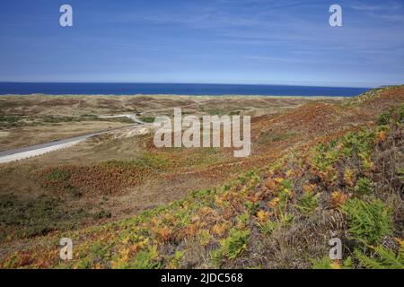 France, Manche Biville the dune massif covered with ferns Stock Photo