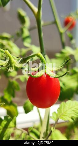 Small red tomato fruit hanging on a branch Stock Photo - Alamy