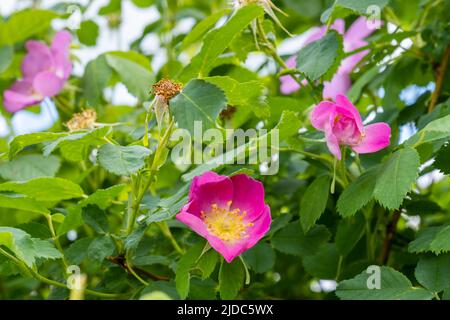 Pink rose hips flower in the summer garden Stock Photo