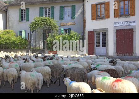 France, Pyrénées-Atlantiques Bedous, transhumance, ewes in the streets of the village Stock Photo