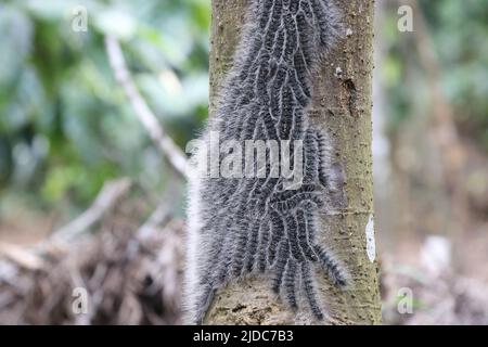 Group of caterpillars on the bark of a tree Stock Photo