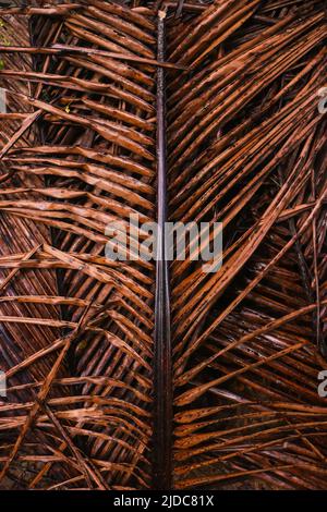 Dried coconut leaves that are wet in the rain look aesthetic Stock Photo