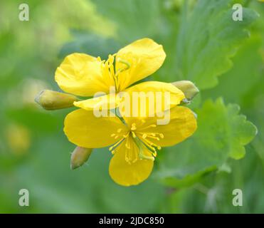 Yellow flower of Greater celandine, Chelidonium majus Stock Photo