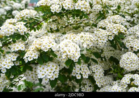 Spiraea chamedryfolia is a Spring flowering shrub with a large number of white flowers-Meadowsweet or Spiraea. Also known as Spiraea Riva, bridalwreat Stock Photo