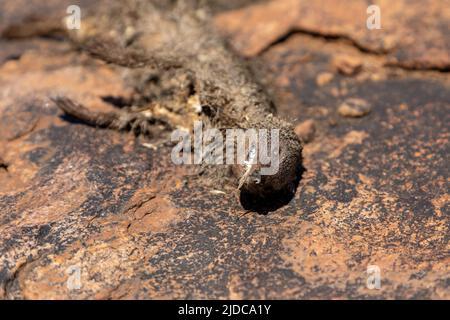 Selective focus on the head of a dead Ground Squirrel on brown granite rock. This squirrel is native to Southern Africa. Scientific name is Xerus Inau Stock Photo