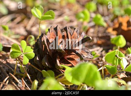 pine cone in a Pine Tree. Pinus. Isolated pine. Pine branch with cones isolated on light natural background Stock Photo