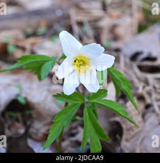 False Anemone or Isopyrum thalictroides, white anemone like flowering early spring european plant inhabitating woodlands, family Ranunculaceae Stock Photo