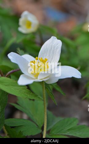 False Anemone or Isopyrum thalictroides, white anemone like flowering early spring european plant inhabitating woodlands, family Ranunculaceae Stock Photo
