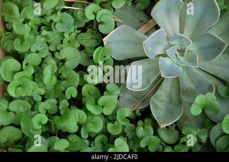 Garden abstract of two totally different plant types and textures. Stock Photo