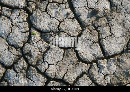 ,A tiny seedling emerges from drying cracked mud on a river flat near the Murray River. Stock Photo