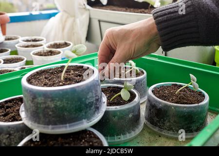 Old man gardening in home greenhouse. Men's hands planting cucumber seedlings in the soil Stock Photo