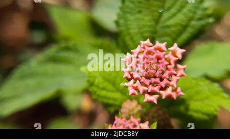 Close macro of flowers Lantana camara (common lantana) is a species of flowering plant within the verbena family (Verbenaceae), native to the Amer Stock Photo
