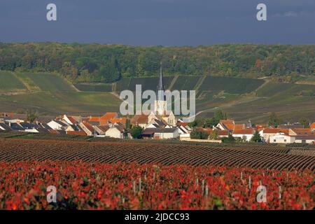 France, Marne Chamery village vineyard in the Montagne de Reims Stock Photo