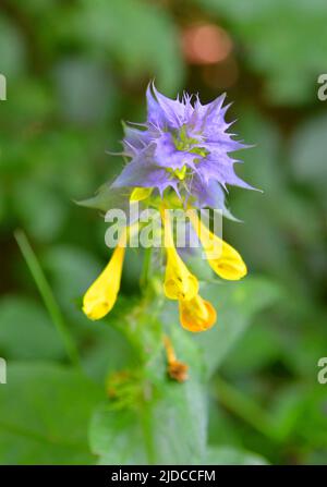 Beautiful bright forest wildflowers Ivan da Marya. Melampyrum nemorosum blooms with bright yellow and purple flowers. Beautiful floral blurred backgro Stock Photo