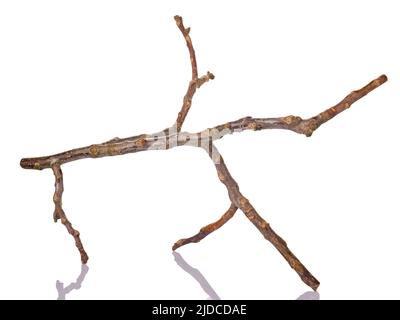 Dry tree branch with reflection isolated on white Stock Photo