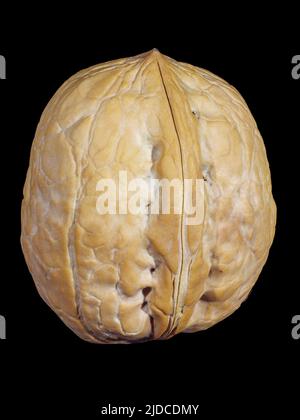 Single whole walnut in shell isolated on black Stock Photo