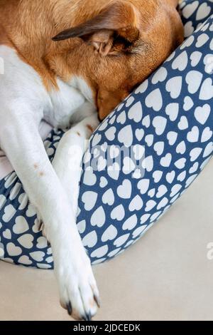 Mixed terrier dog  burying her head in between girls legs Stock Photo