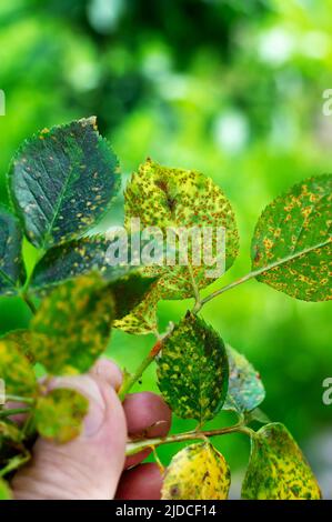 Rose rust, Phragmidium mucronatum, tuberculatum bulbosum. Pustules urediniospores, teliospores formed on the lower leaf surface of an ornamental rose Stock Photo