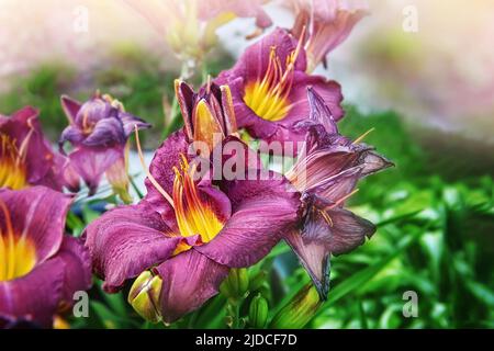 burgundy flowers of purple daylily close-up in the garden. Natural natural background of flowers. Stock Photo