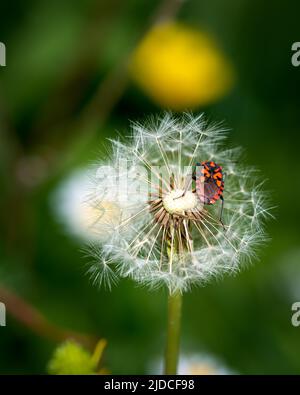 European firebug landed on dandelion, close-up photo of firebug insect Stock Photo