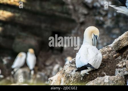 A northern gannet preening whilst sat in it's nest on a cliff, Hermaness Stock Photo
