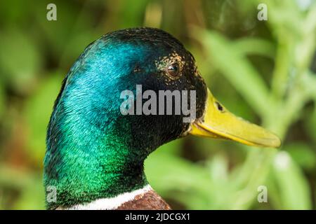Portrait of a mallard drake, close-up from the side, back. Stock Photo