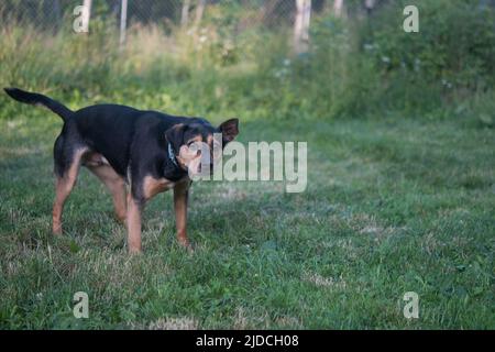 Medium sized mixed breed dog shaking their head while outside in the yard Stock Photo