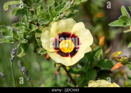 Cistus x halimiocistus wintonensis 'Merrist Wood Cream' a summer flowering shrub plant with a yellow and maroon summertime flower commonly known as Wi Stock Photo