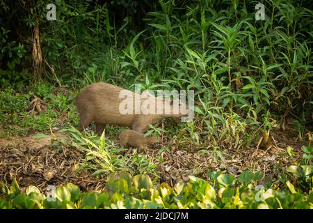 Capybara in the nature habitat of northern pantanal. Biggest rondent, wild america, south american wildlife. Stock Photo