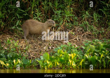 Capybara in the nature habitat of northern pantanal. Biggest rondent, wild america, south american wildlife. Stock Photo