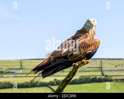 A British Red Kite, (Milvus milvus), perched on a large dead branch against rolling countryside in Haworth, West Yorkshire, UK Stock Photo