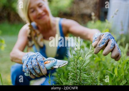 Senior woman gardening in summer, cutting branches of rosmary herb, garden work concept. Stock Photo