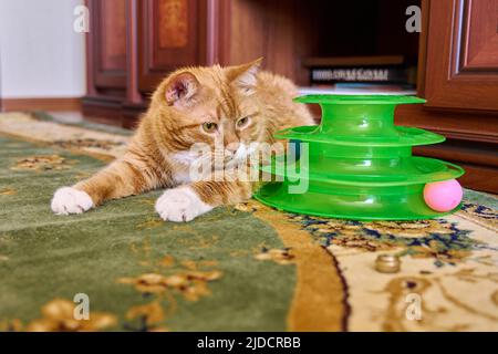 Close up funny big ginger cat pet lying on carpet at home Stock Photo